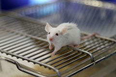 نمایشگاه گزیده‌ای از دستاوردهای شاخص علمی و فناورانه جهاددانشگاهی در سازمان برنامه و بودجه کشور (روز سوم)